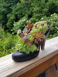 Plant shoe fantasy