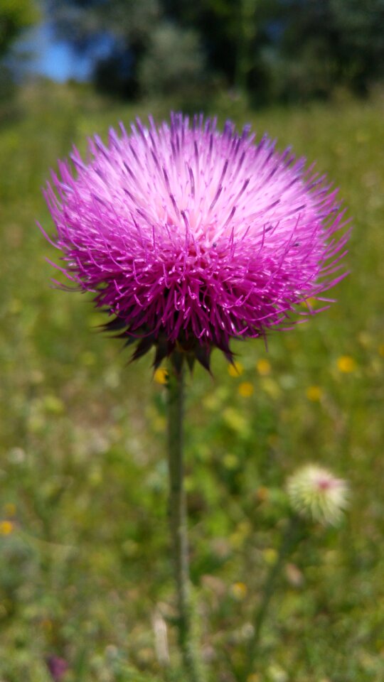 Nature plant purple
