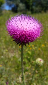 Nature plant purple photo