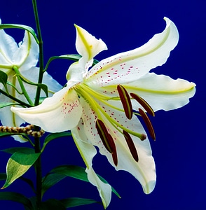 Flower white purple dots