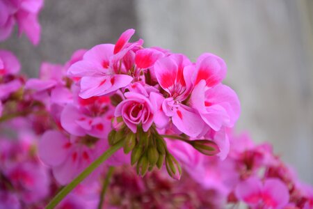 Garden color pink summer flowers