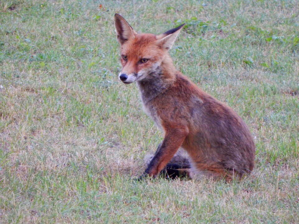 Reddish fur cute fur photo