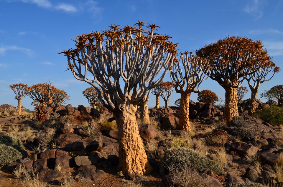 Africa namibia landscape