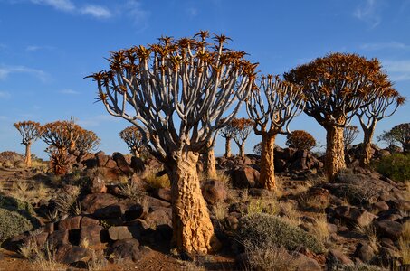 Africa namibia landscape