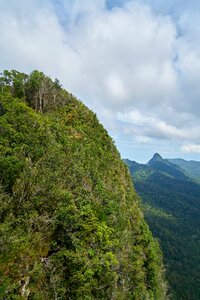 Forest nature landscape photo