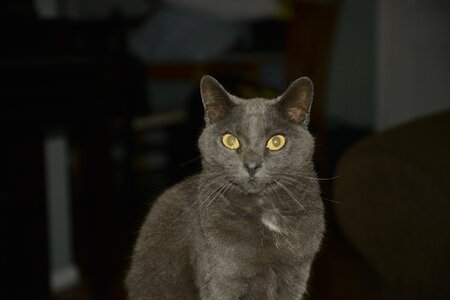 Pet kitten gray photo