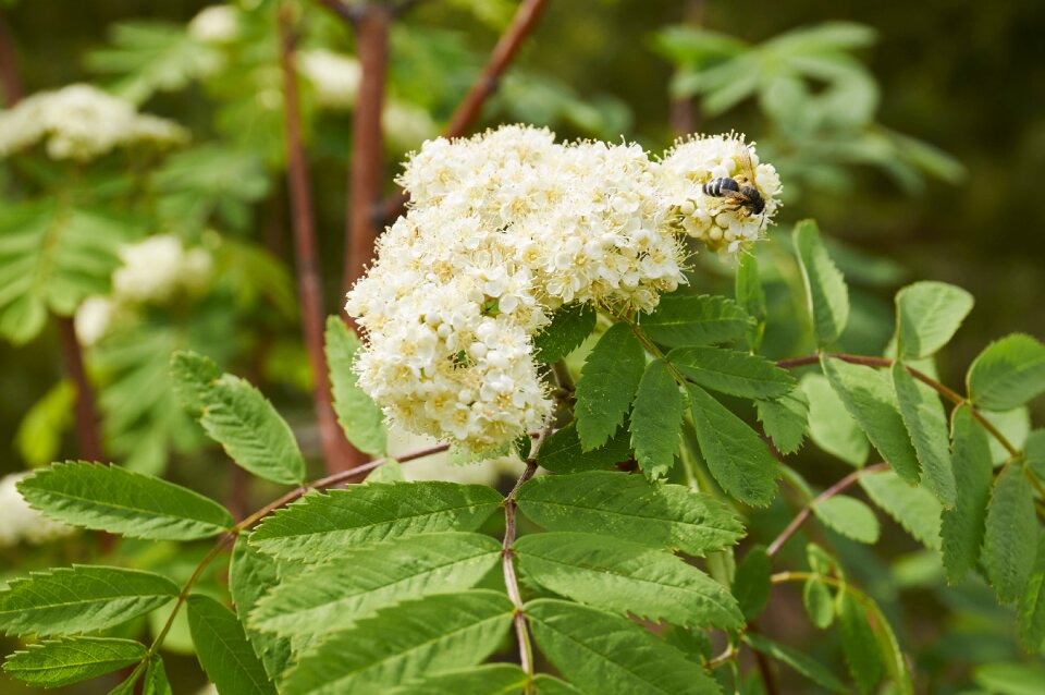Branch nature spring flowering