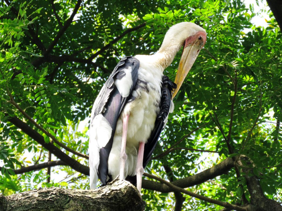 Bird resting