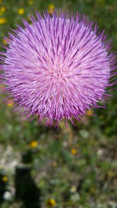 Nature purple ball