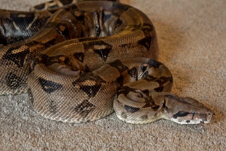 Reptile constrictor brown snake