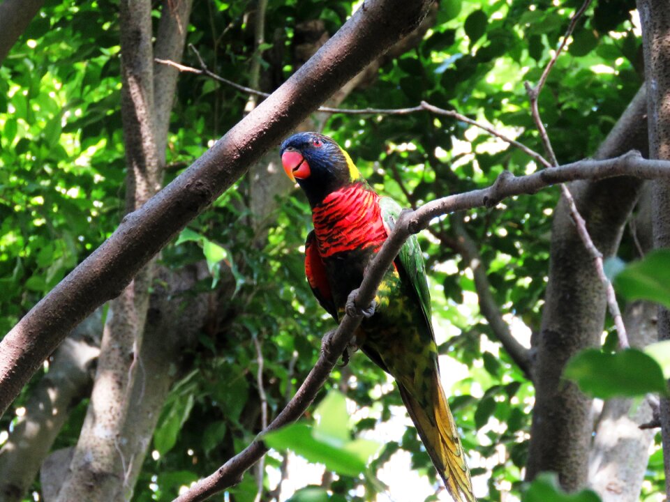 Beautiful bird cute bird colorful parrot