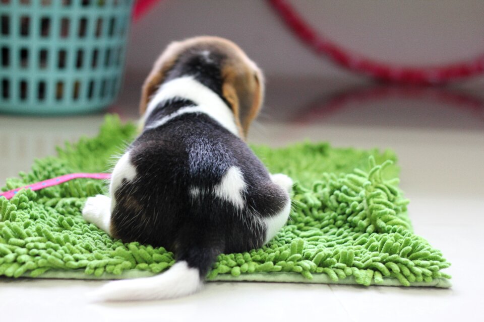 Puppy beagle animals