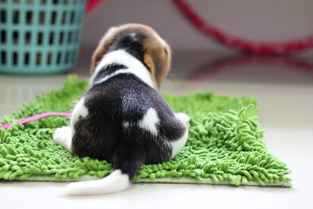 Puppy beagle animals photo