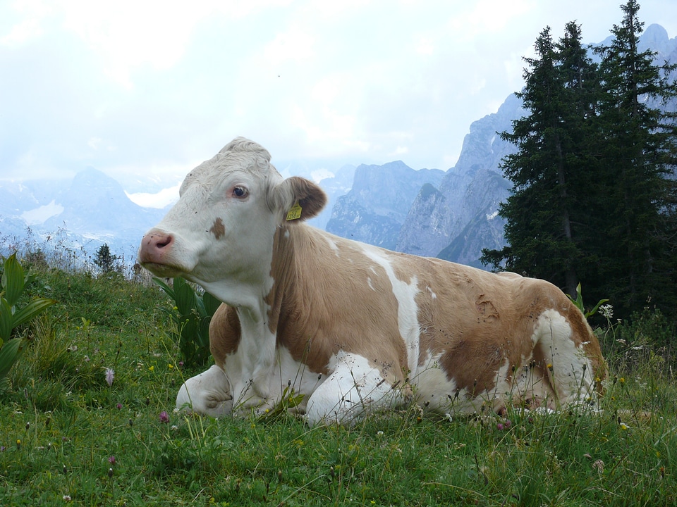 Field livestock brown photo