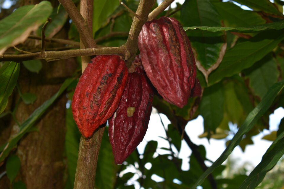 Chocolate chocolate farm