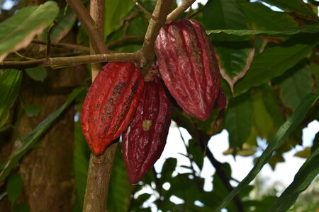 Chocolate chocolate farm