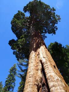 Tree california photo