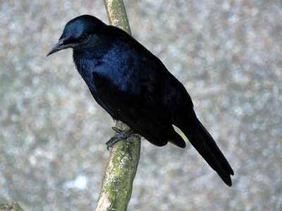 Kuyil bird cuckoo bird