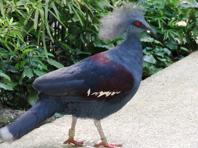 Bird walk beautiful