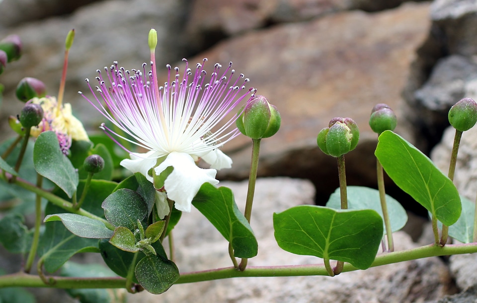 Blossom bloom lipari