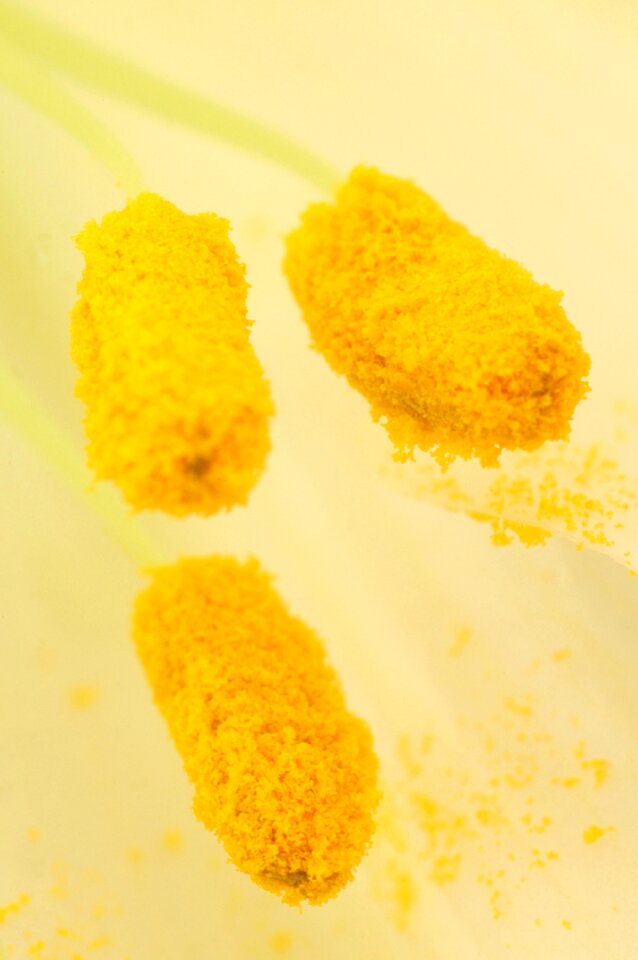 Flower stamen yellow