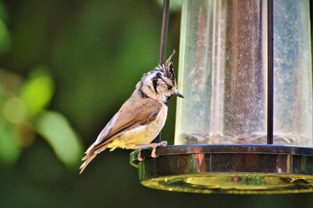 Animal foraging food