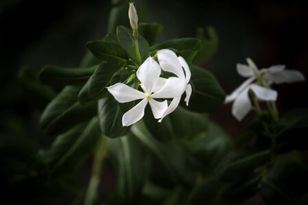 Nature photograph