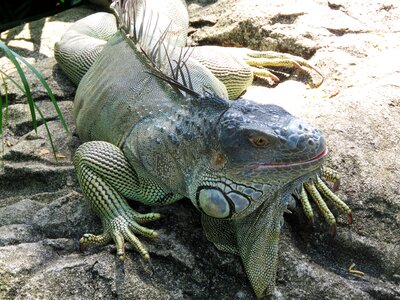 Giant animal