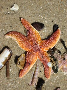 Beach sea sand photo