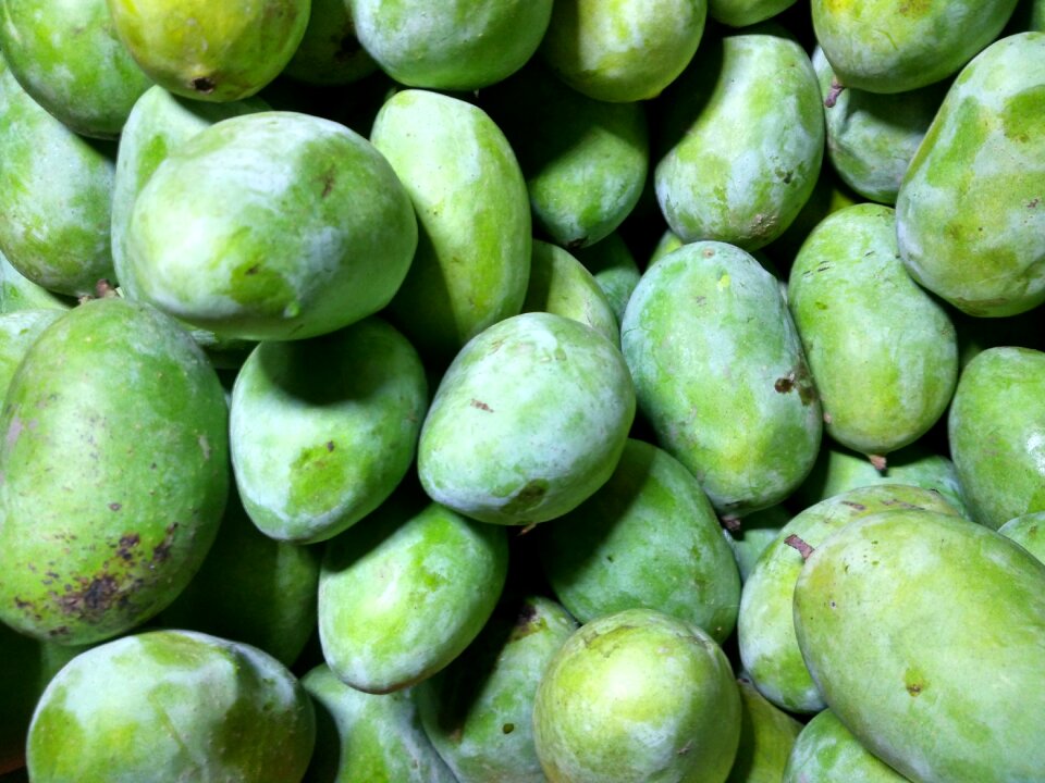 Mangifera fruits