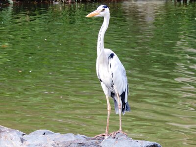 Birds nature