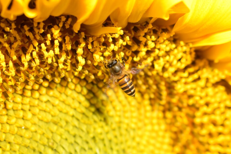 Bee sunflower flowers