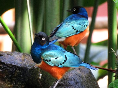 Colorful birds together