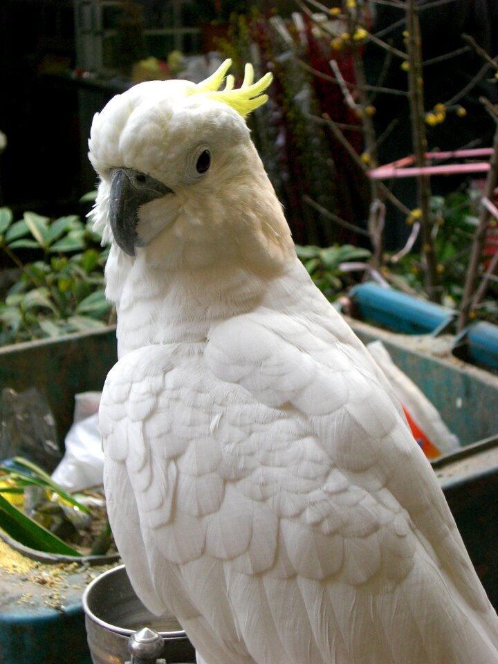 Parrot bird animal