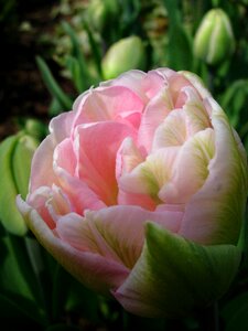 Tulip pink spring close up photo