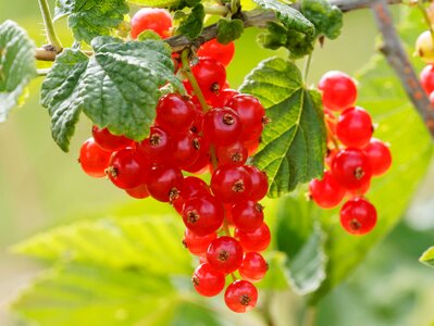 Garden red berries photo