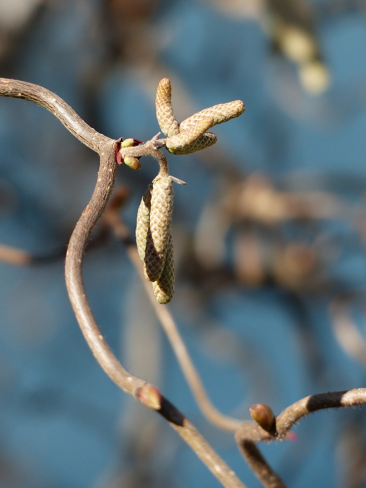 Common hazel male blossom kitten