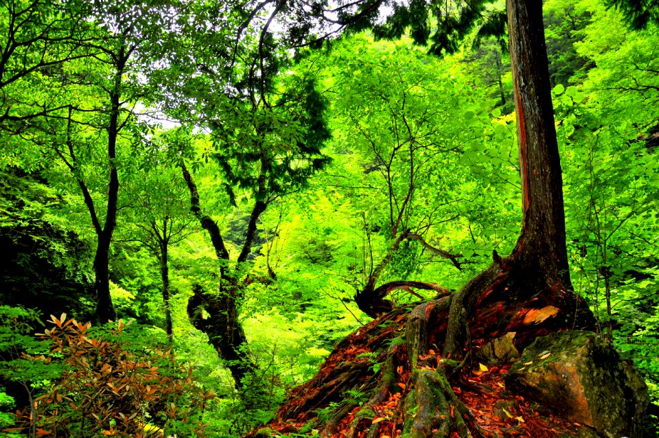 Wood natural arboretum photo