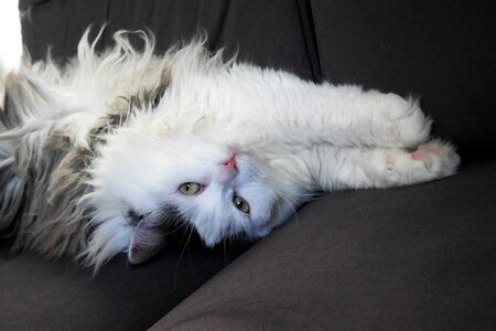 Siberian cat lying cat sweet