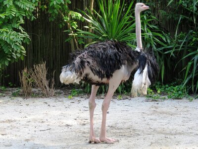 Common ostrich flightless bird ratite