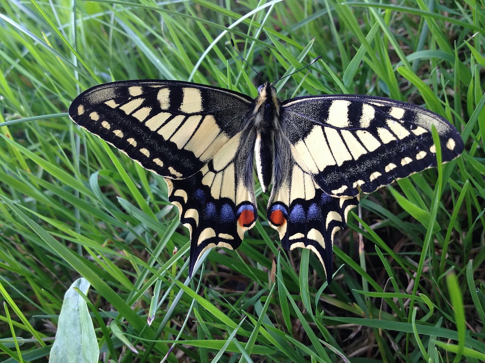 Papilio machaon swallowtail butterflies papilionidae