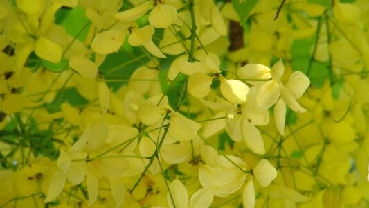 Cassia fistula the far east hkust summer