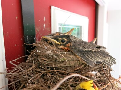 Fledgling redbreast nest photo