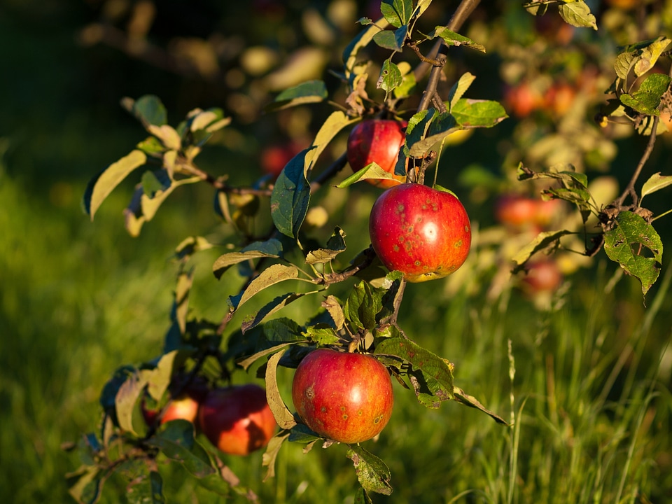 Eating healthy healthy food eco-friendly