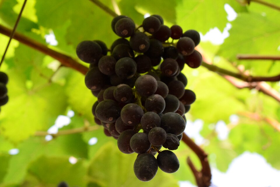 Grapes a bunch of grapes fruit
