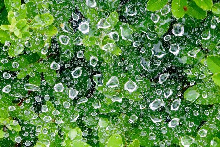 Drop of water moisture plants green photo