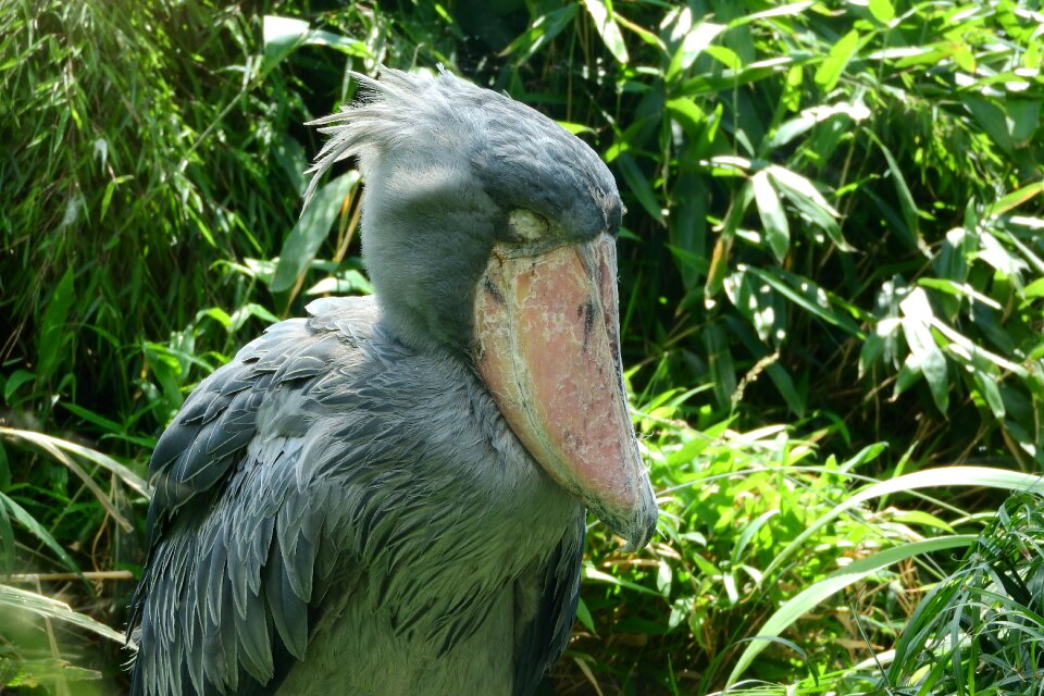 Pelecaniformes člonozobec big beak