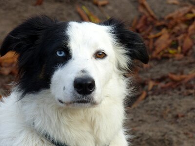 Pet collie animal