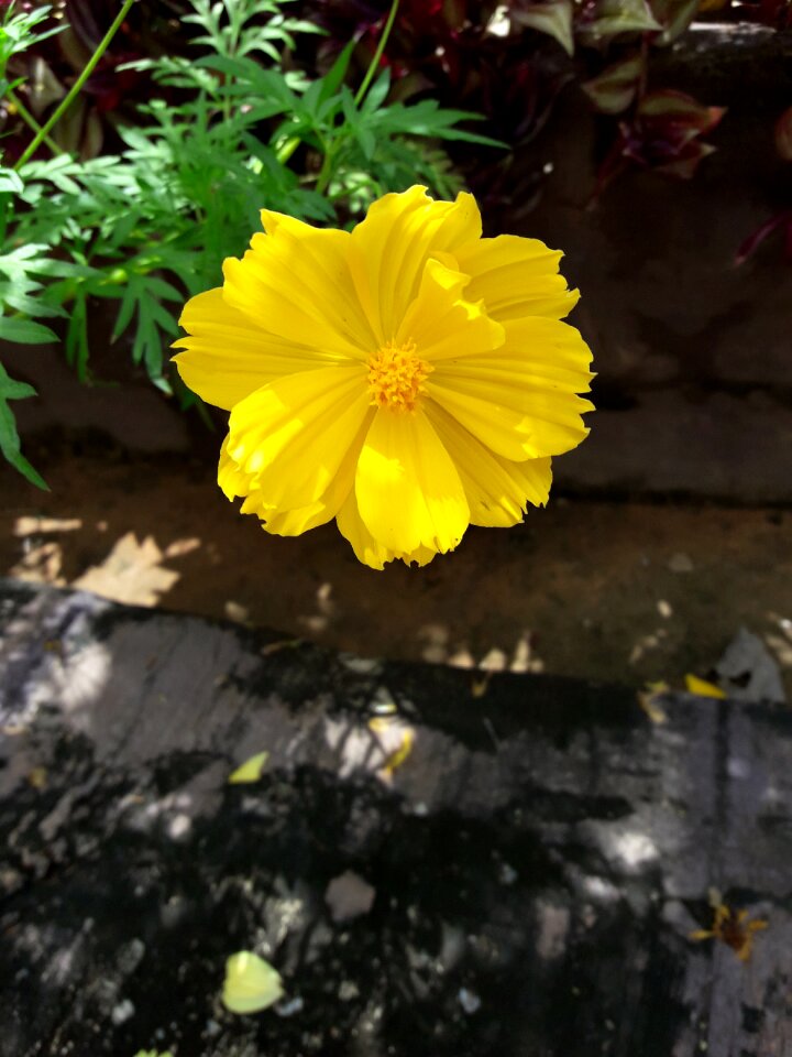 Yellow nature flower