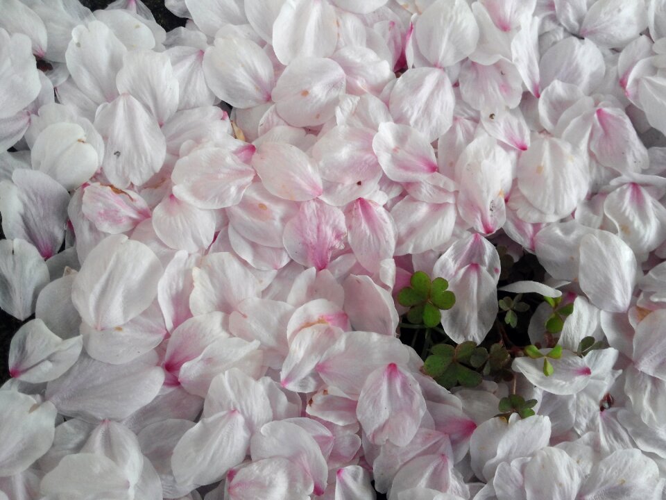 Yoshino cherry tree spring pink